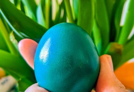 Farbe, Frühjahr, Fluoreszenz Farbe, Frühjahr, Fluoreszenz